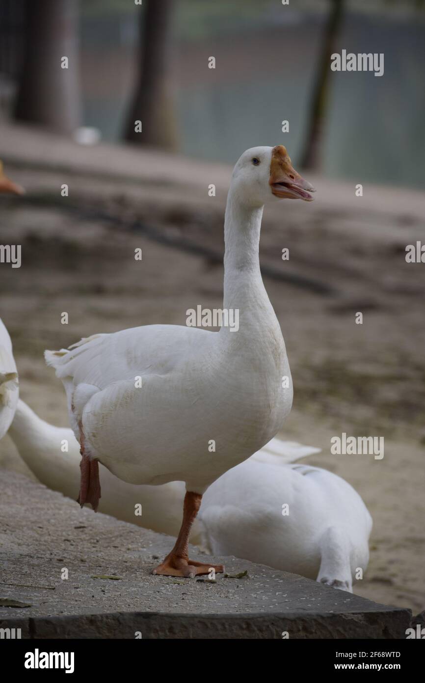 Angry Waterfowl Portrait Day, Inde, Amethi. Banque D'Images