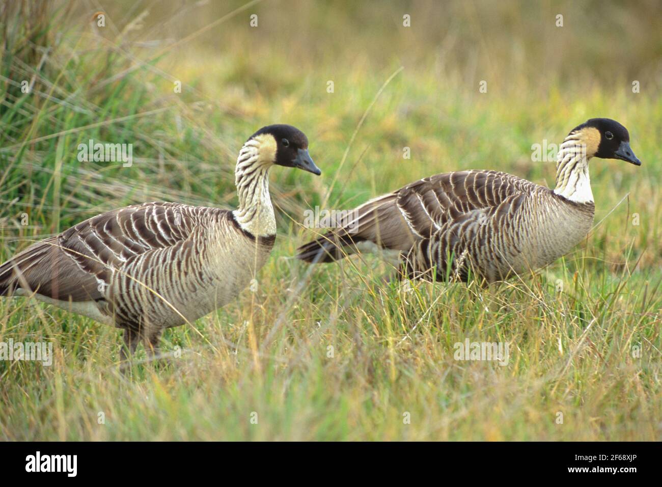 Nene, oiseau d'État d'Hawaï sur l'île d'Hawaï. Banque D'Images