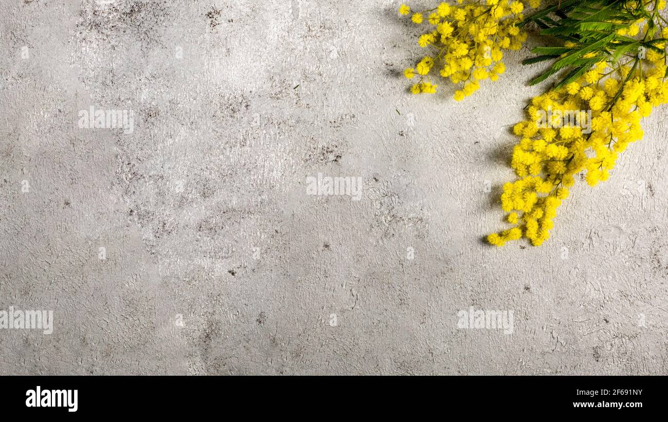 Bannière plate avec branche de fleur mimosa jaune Banque D'Images