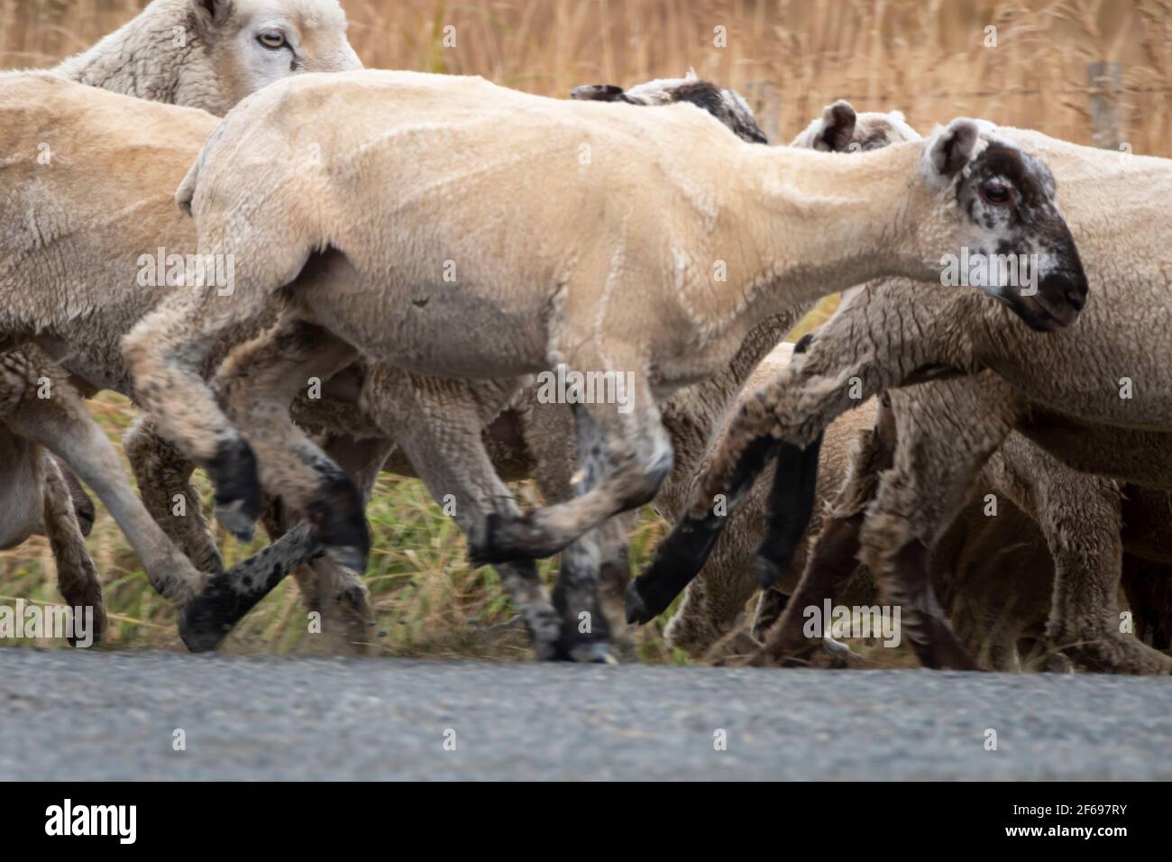 Moutons longeant une route près de Riversdale, Wairararapa, Île du Nord, Nouvelle-Zélande Banque D'Images