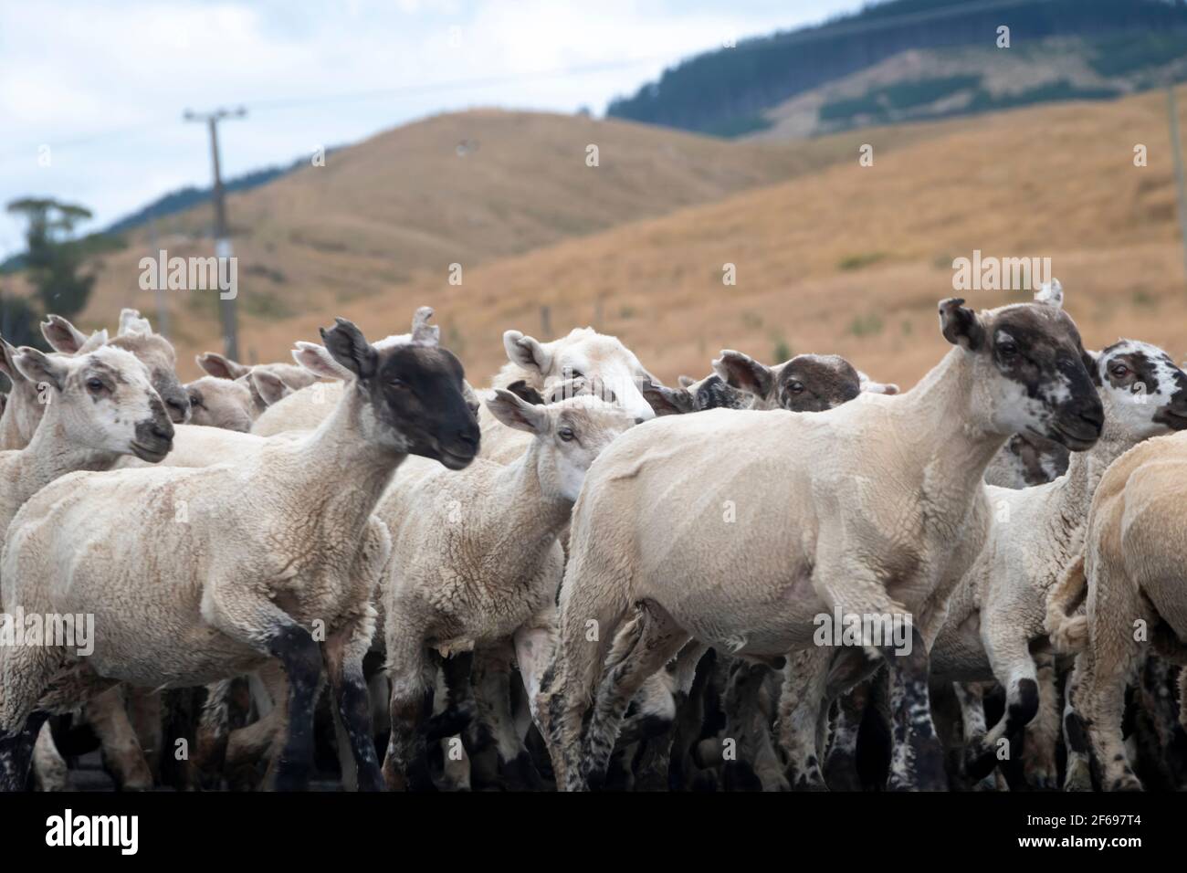 Moutons longeant une route près de Riversdale, Wairararapa, Île du Nord, Nouvelle-Zélande Banque D'Images