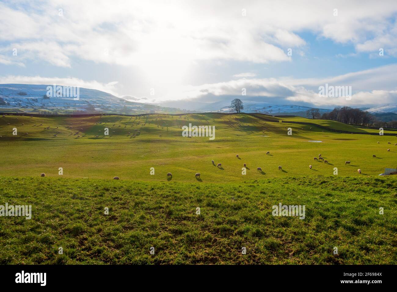 Pâturage des moutons en hiver à Wensleydale, dans le parc national de Yorkshire Dales Banque D'Images