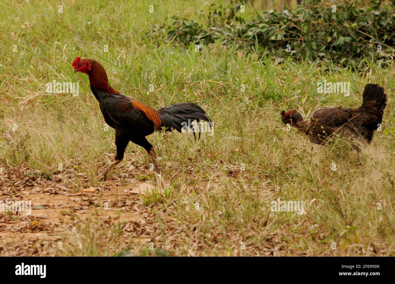 Eunapolis, bahia / brésil - 24 septembre 2010: le coq et le poulet sont vus en vrac sur une ferme dans la ville d'Eunapolis, dans le sud de Bahia. Banque D'Images