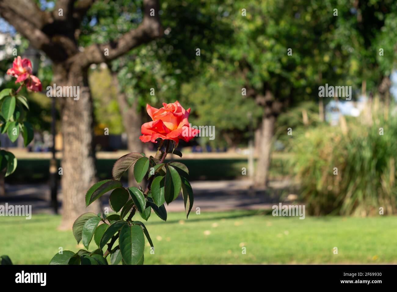 Rose rouge dans un parc de la ville par une journée ensoleillée. Banque D'Images