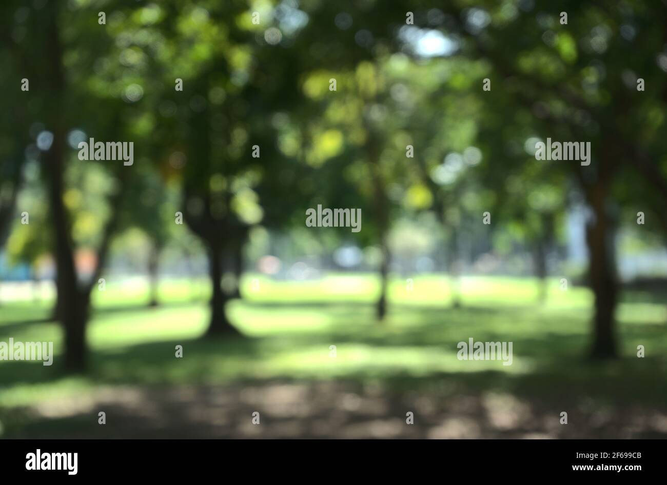 Bokeh de la nature air frais dans le parc urbain vert métropolitain local, forêt claire et aérée avec la lumière du soleil, lieu pour la détente, un style de vie sain. Banque D'Images