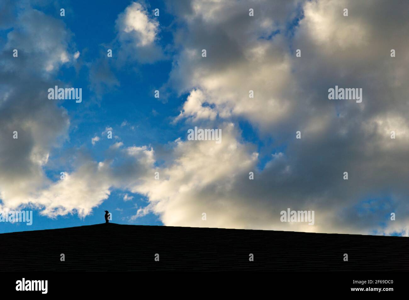 La silhouette Blackbird sur toit contre puffy white coucher soleil nuages et un ciel bleu clair Banque D'Images