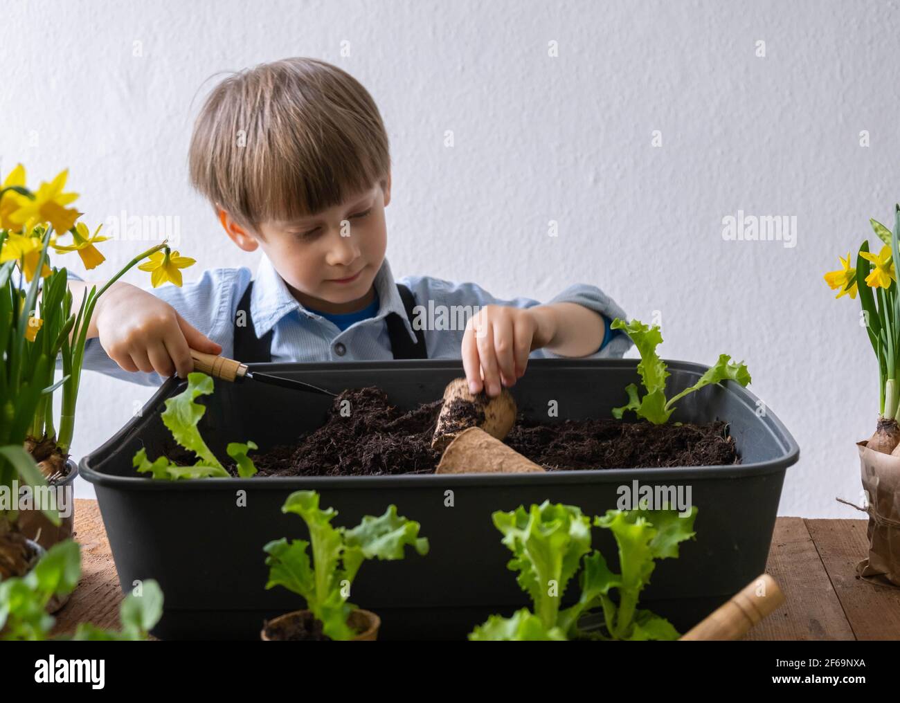 Jardinage avec des enfants. Garçon plante des plantes Banque D'Images