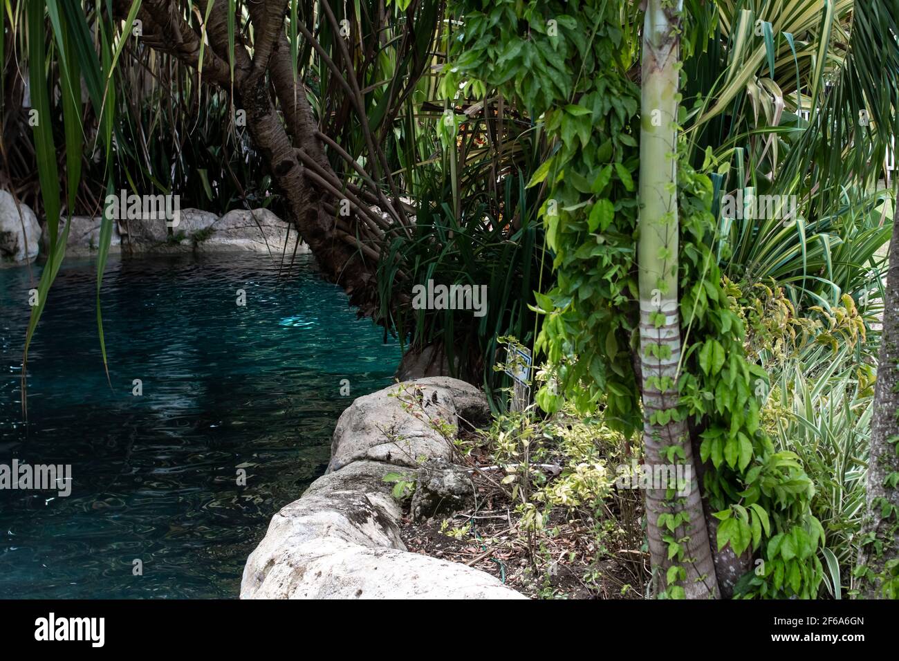 Une piscine d'hôtel-boutique des Caraïbes, inspirée d'un lagon bleu turquoise, entourée de feuilles de palmiers et de feuillage vert. Entouré de roches calcaires blanches. Banque D'Images