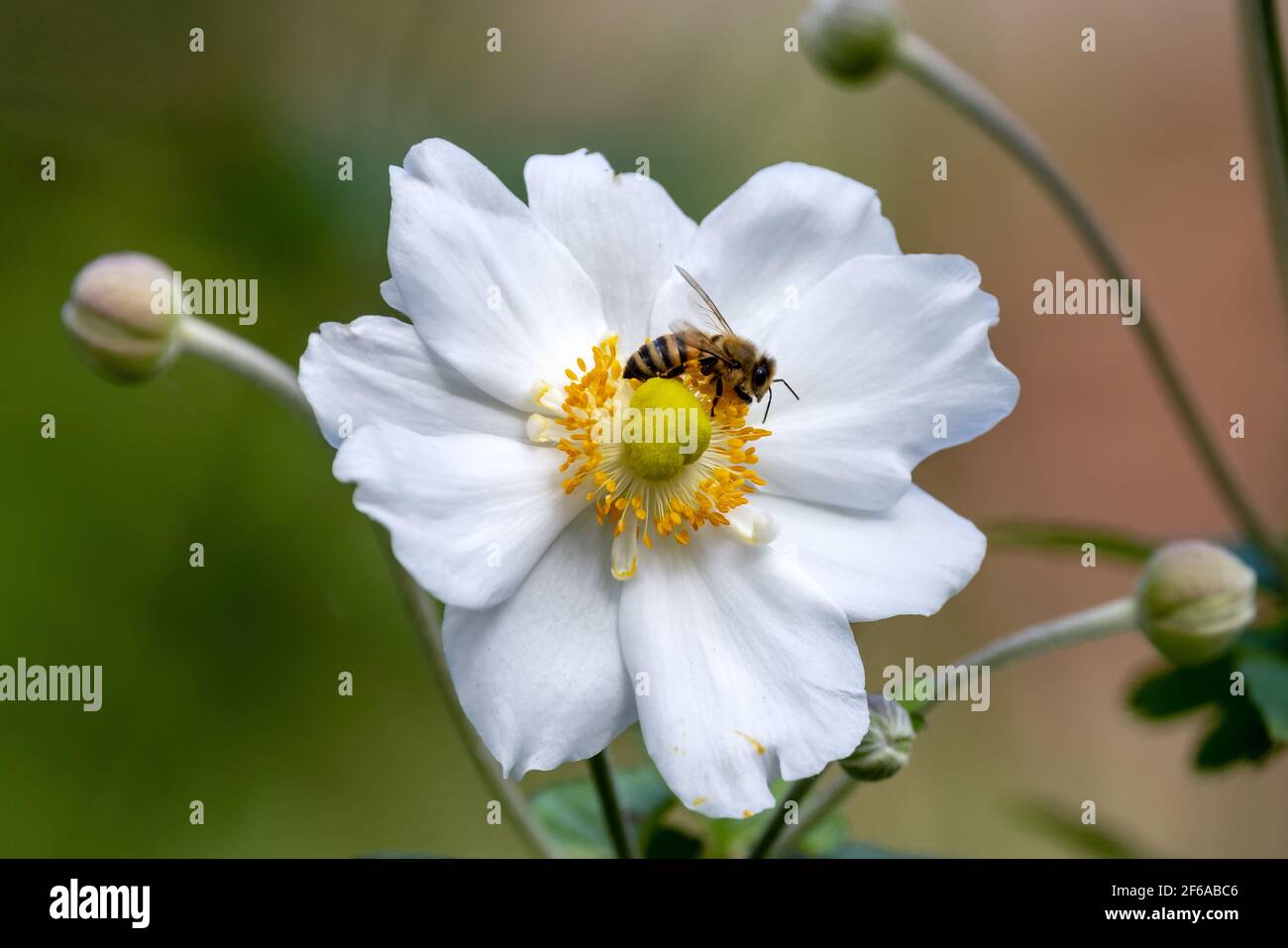Miel abeille collectant le nectar et le pollen de la fleur Banque D'Images