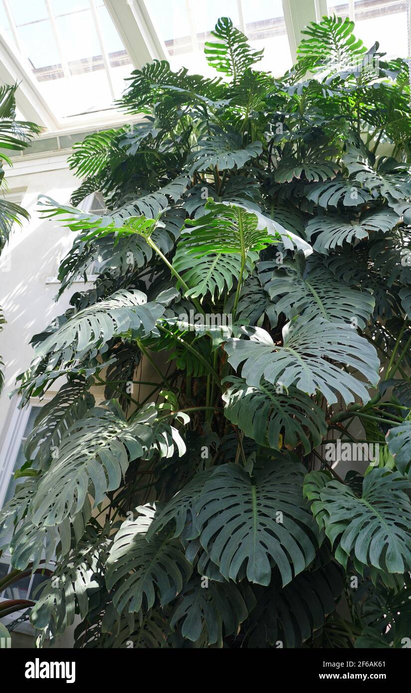 Une grande plante de Monstera deliciosa en croissance sauvage avec grand  vert feuilles Photo Stock - Alamy