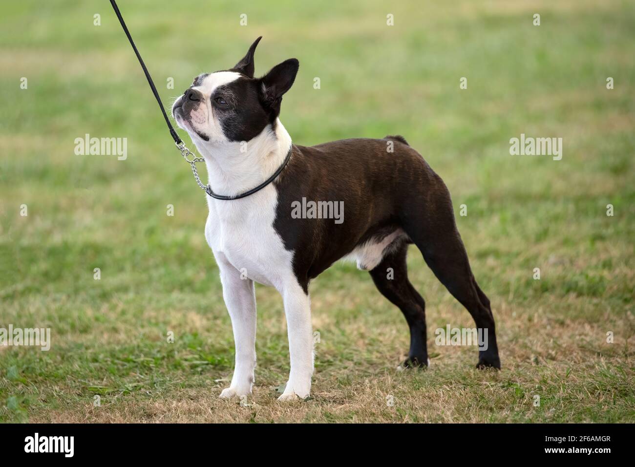 Boston Terrier debout sur l'herbe Banque D'Images