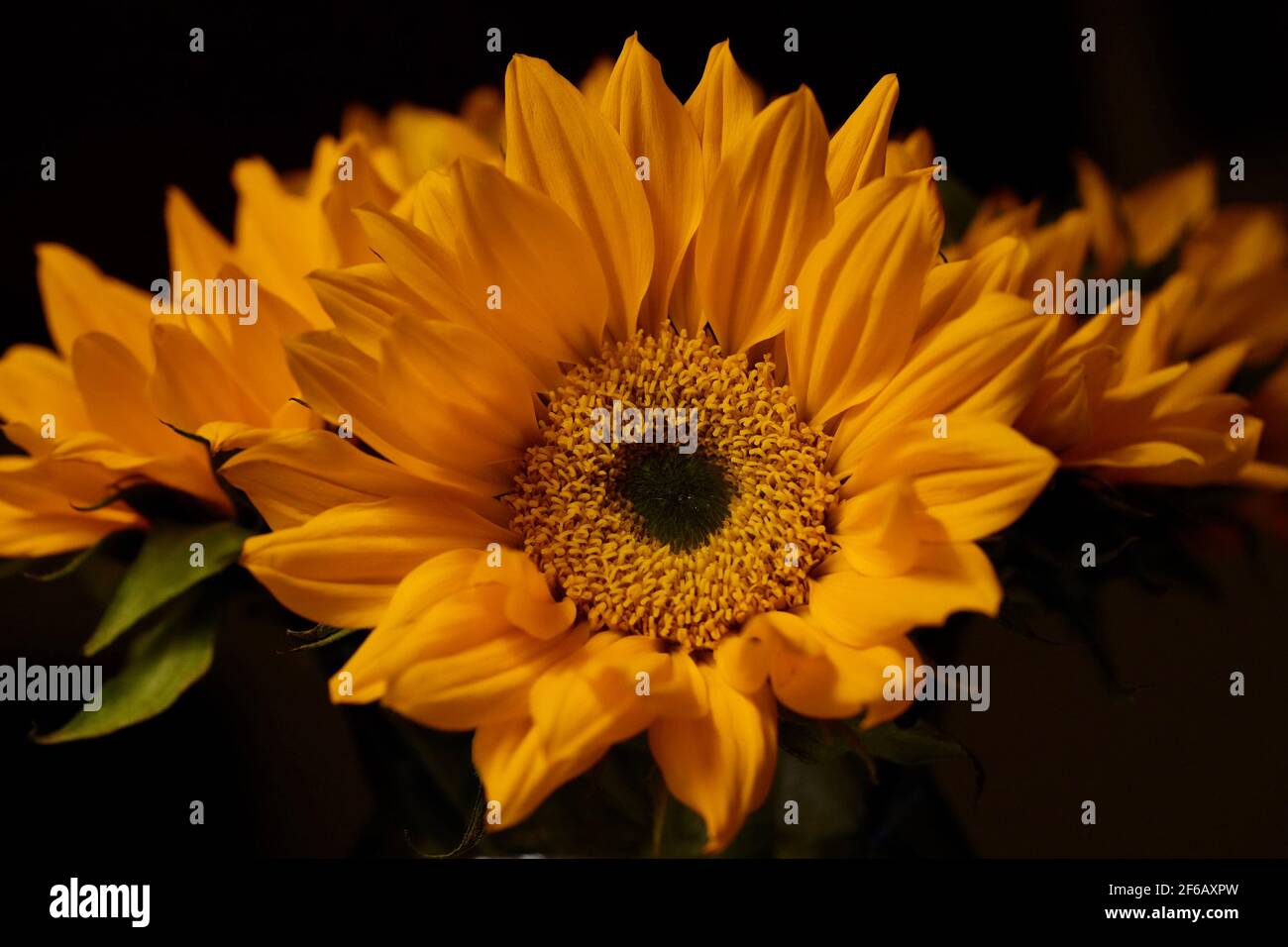 Photo macro d'un tournesol sur fond noir Banque D'Images