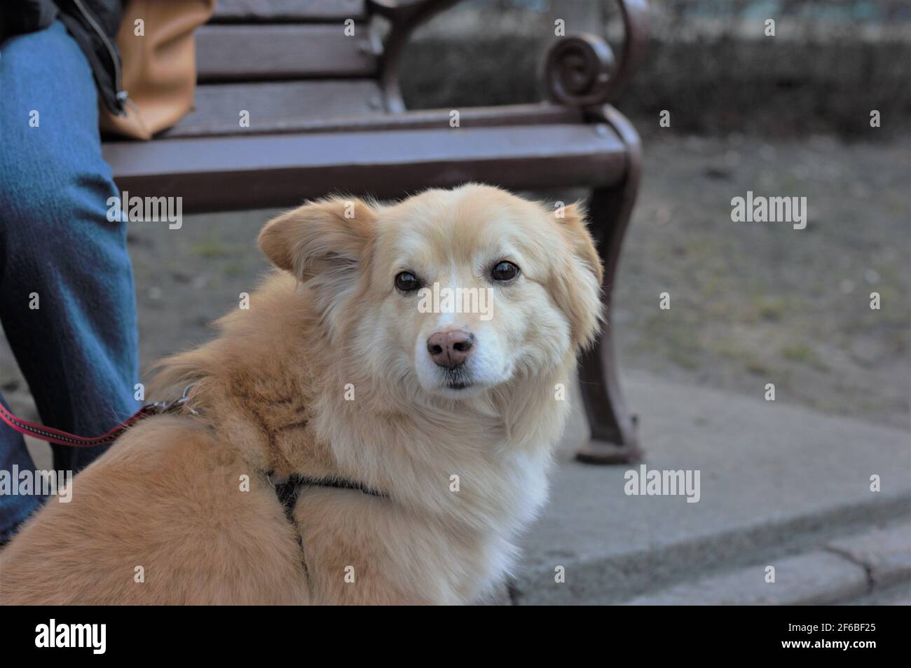 Portrait d'un chien âgé mestizo labrador pour une promenade dans un harnais et une laisse dans le parc. Mise au point douce. Arrière-plan flou Banque D'Images