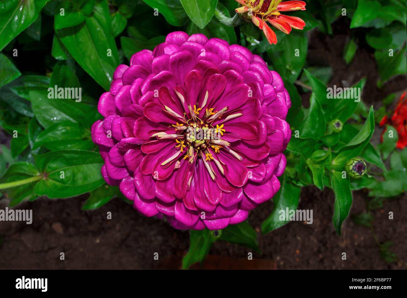 Fleur de Zinnia violet en matinée rosée gros plan, sur fond de feuilles vertes floues. Fleur de la Zinnia violette en pleine fleur dans le jardin d'été. Fleurs d'été Banque D'Images