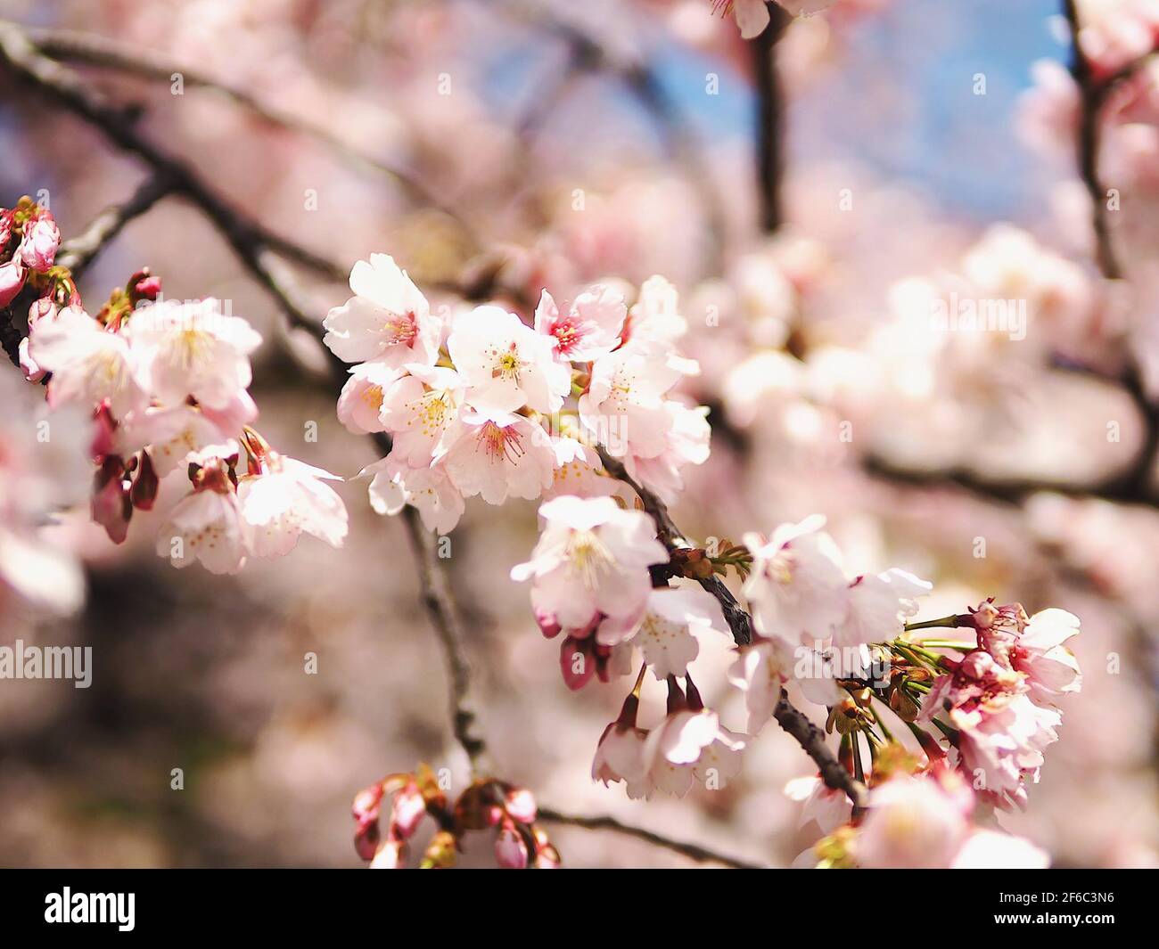 Cerisiers en fleur pleine Banque D'Images