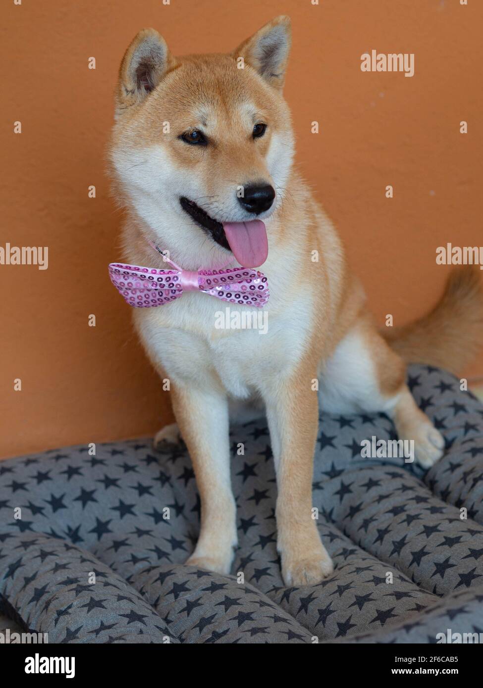 Le chiot Shiba Inu ressemble à un petit renard Banque D'Images