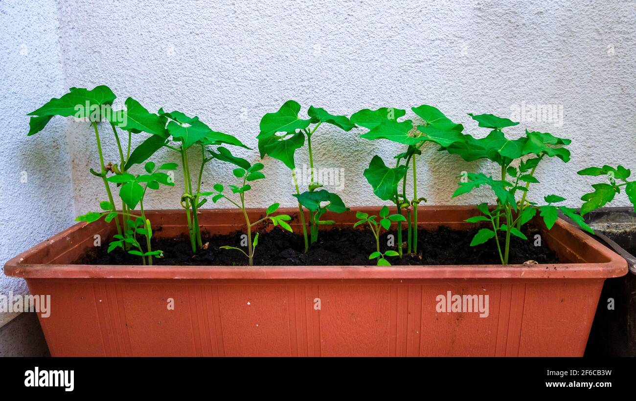 Petite plantule de haricots et de tomates dans une casserole de balcon Banque D'Images