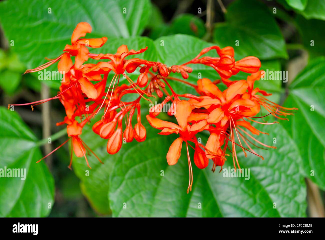 Java Glorybower nom latin Clerodendrum speciossimum fleurs utilisées pour certains affections médicales Banque D'Images