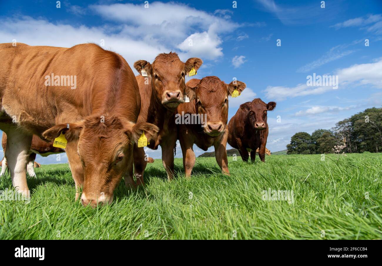 Troupeau curieux de bovins Limousin dans un pâturage, Lancashire, Royaume-Uni. Banque D'Images