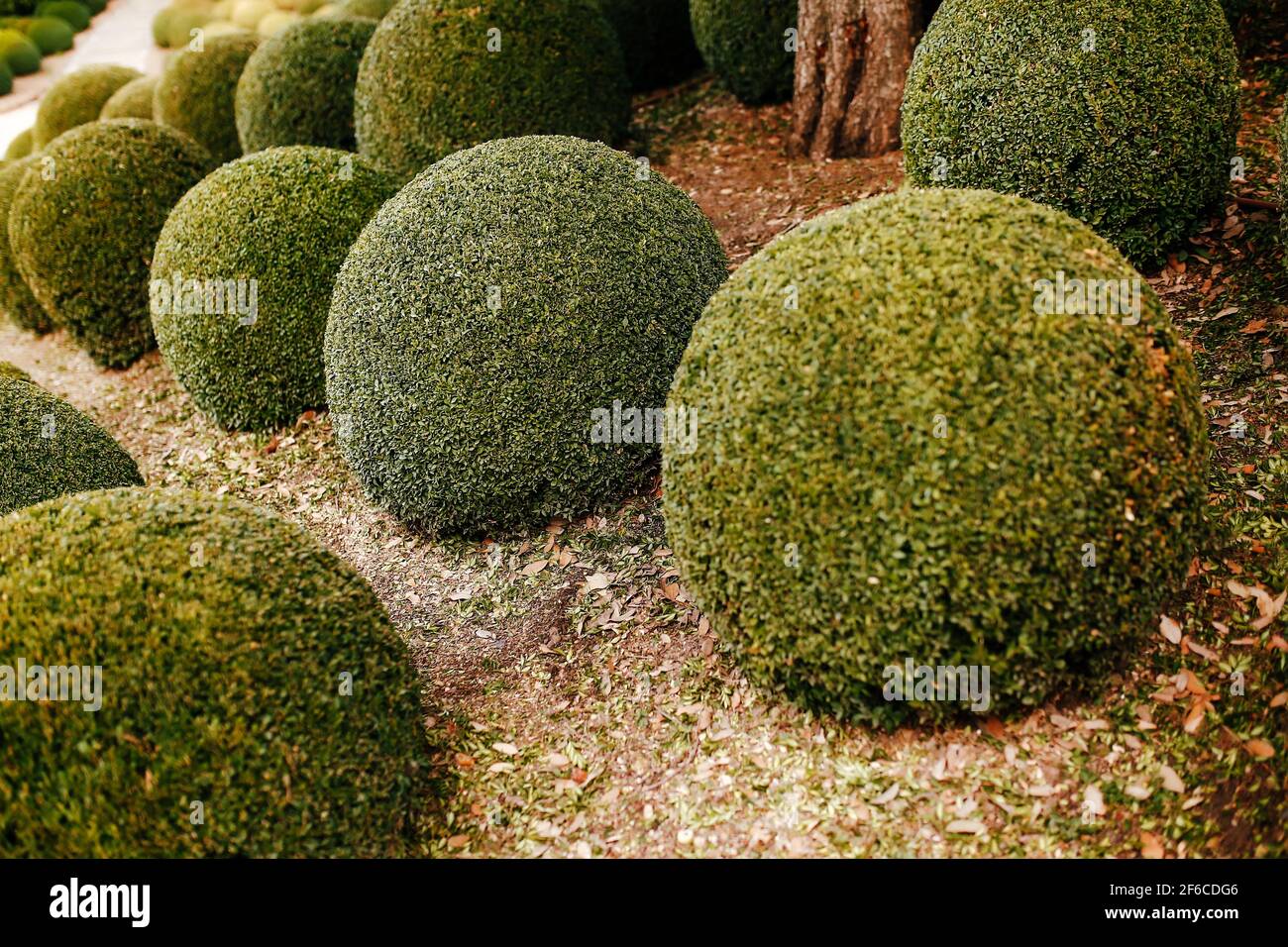 Jardin paysagé avec boules de buis près de en France. Sphères vertes. Photo de haute qualité Banque D'Images