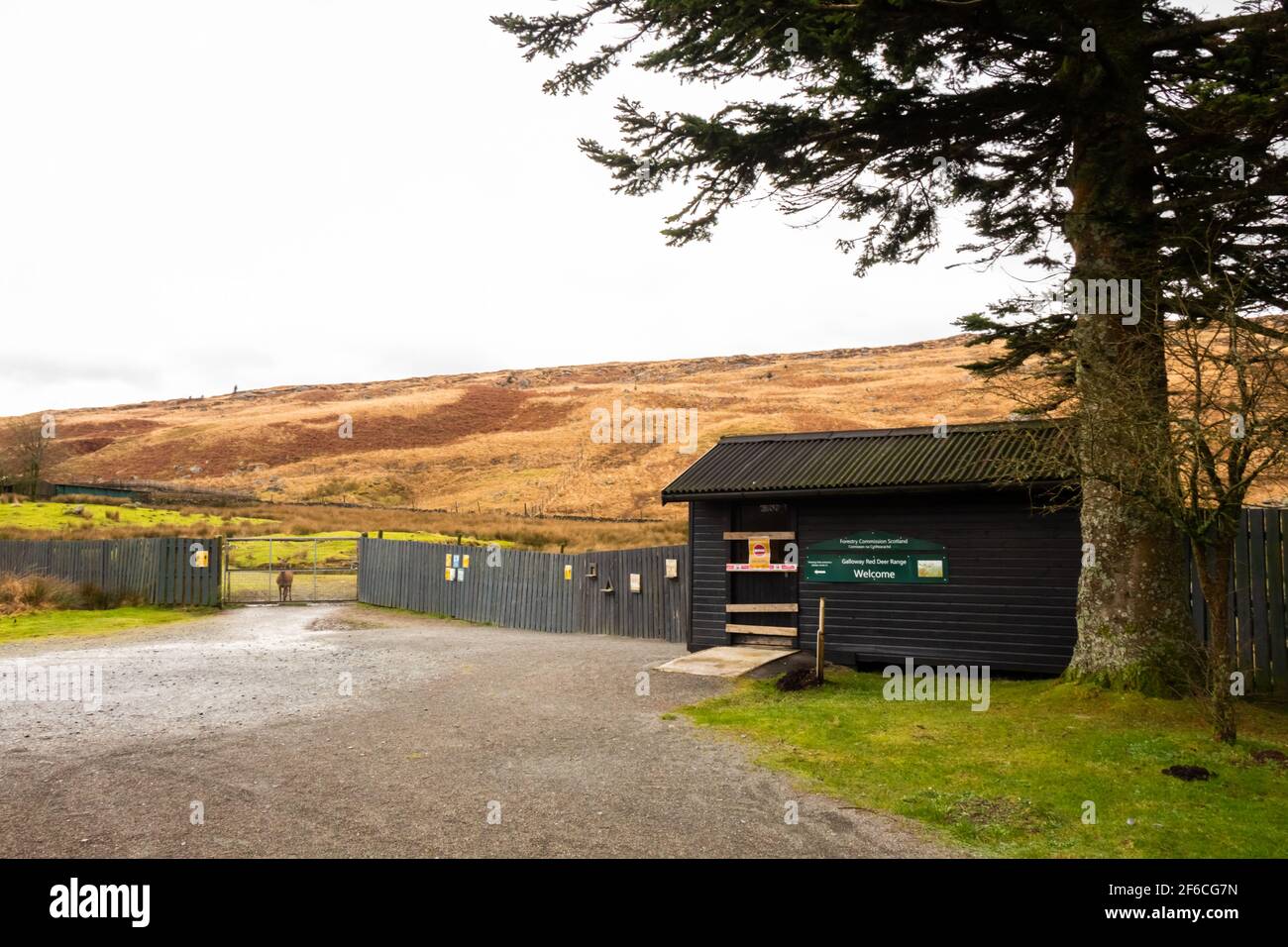Clatteringshaws, Écosse - 21 décembre 2020 : le cerf-rouge Galloway s'étend un jour d'hiver dans le parc forestier de Galloway, Dumfries et Galloway, Écosse Banque D'Images