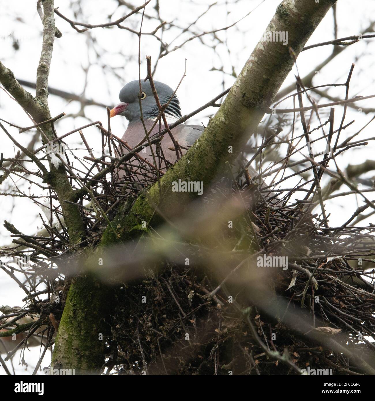 Pigeon de bois (Columba palumbus) sur nid en pleine vue de la circulation de passage à Westbury, Wiltshire, Angleterre, Royaume-Uni. Banque D'Images