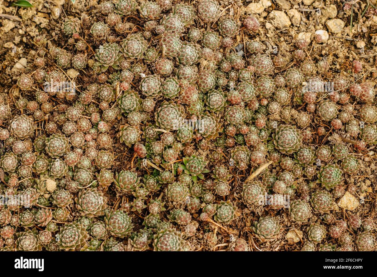 Fond coloré de plantes succulentes. Arrière-plan de l'usine. Cactus succulents dans le jardin. Arrangement floral.gros plan de l'écheveria succulent. Macro Banque D'Images