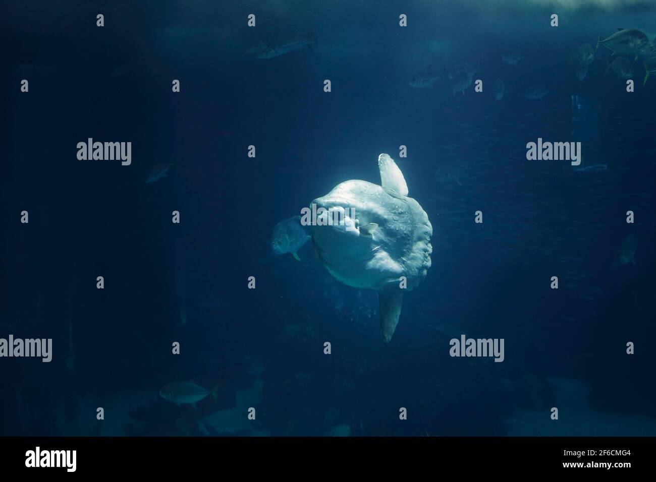 Poisson-soleil de l'aquarium sur fond sombre. Banque D'Images