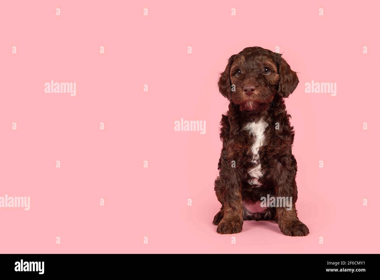 Mignon petit chiot marron labradoodle sur fond rose en regardant loin avec espace pour la copie Banque D'Images
