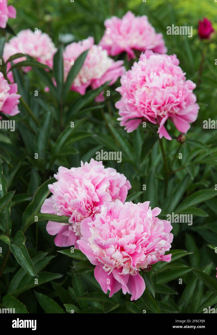 PAEONIA LACTIFLORA pivoine chinoise Banque D'Images