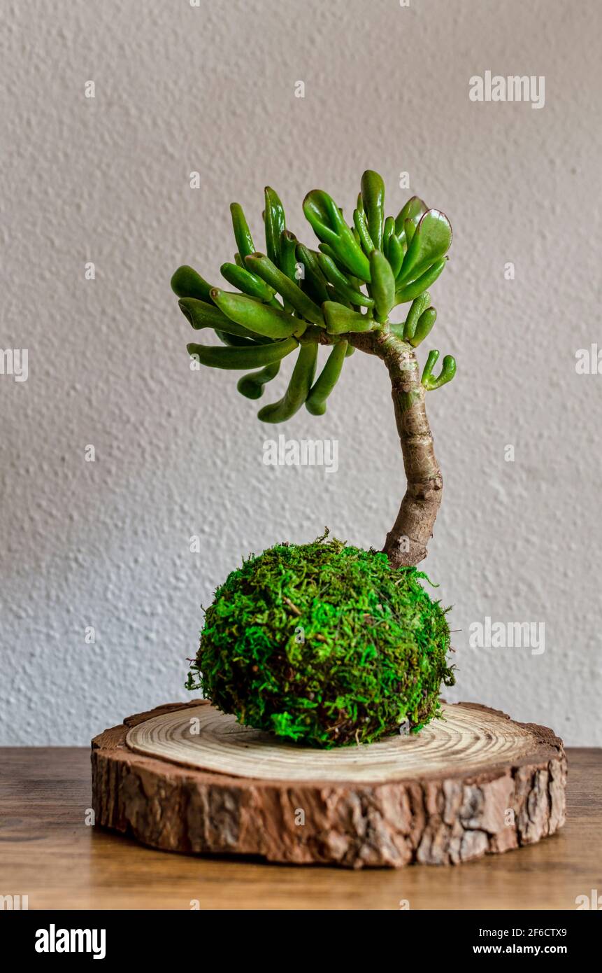Kokedama (boule de mousse) D'une plante succulente appelée Crassula ovata  gollum ou hobbit Photo Stock - Alamy