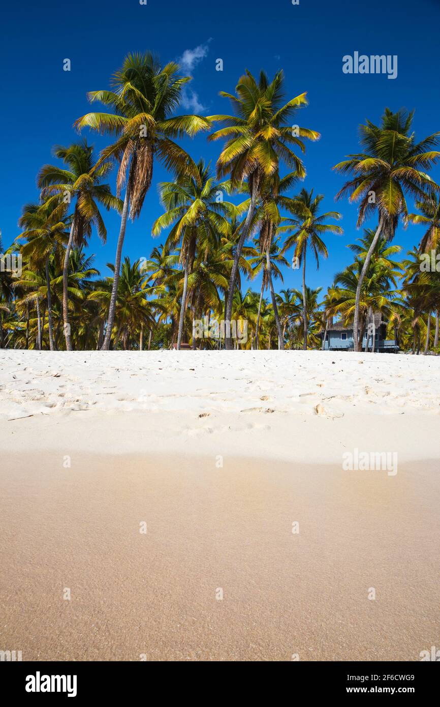 République dominicaine, Punta Cana, Parque Nacional del Este, l'île de Saona, canto de la Playa Banque D'Images