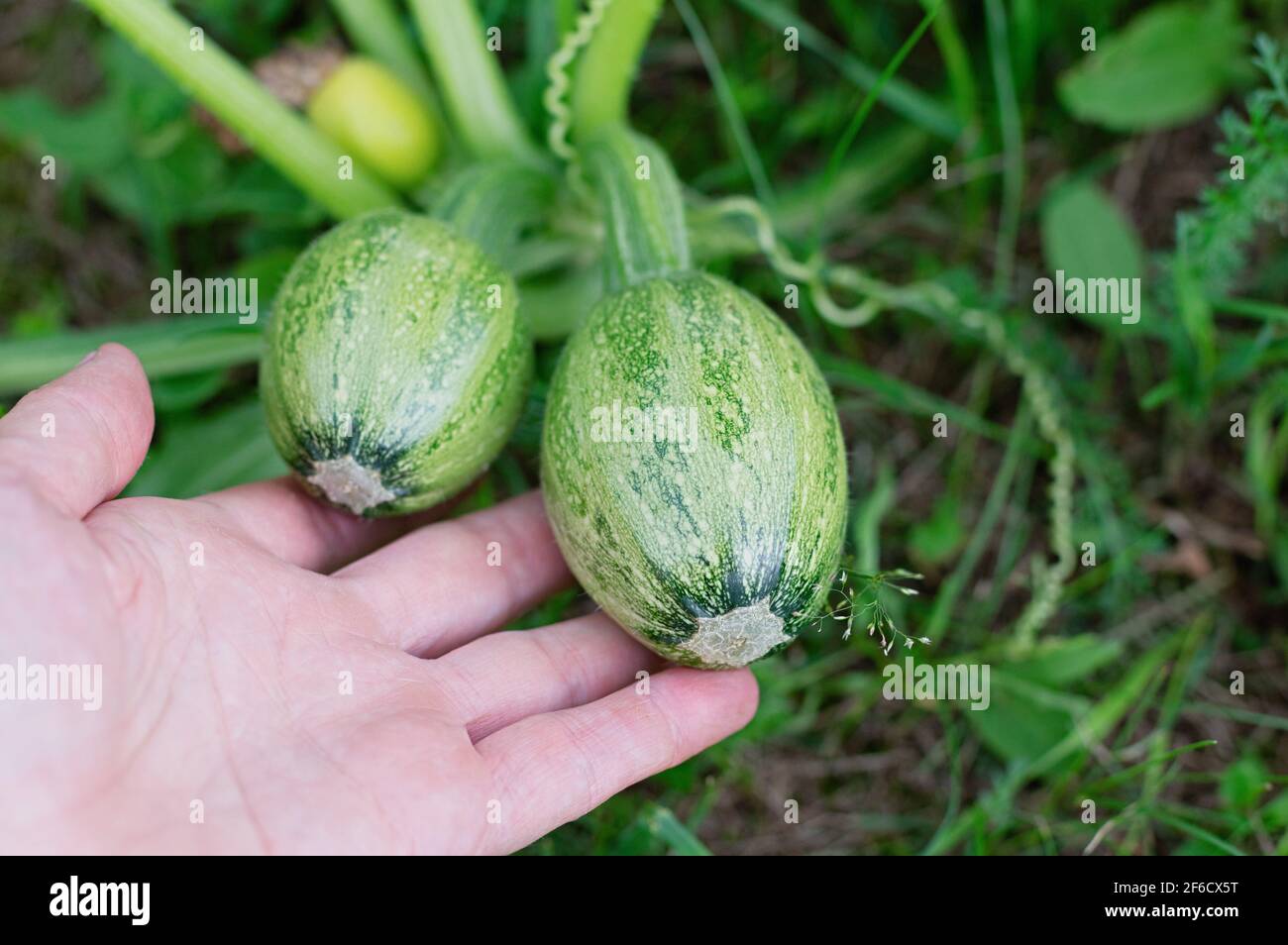 Jeunes fruits de citrouille dans la main de l'agriculteur. Concept d'agriculture biologique. Gros plan. Banque D'Images