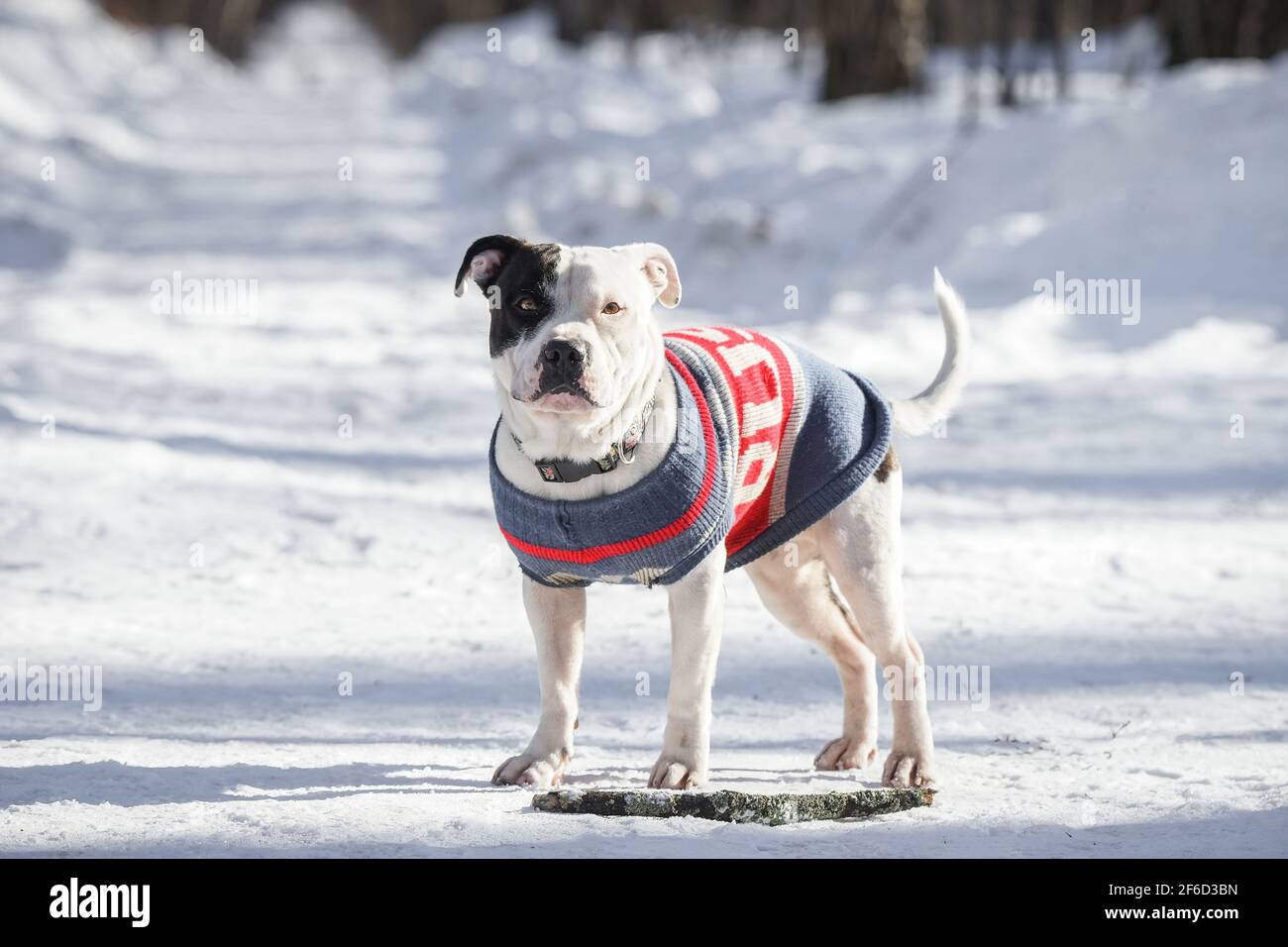 Portrait d'un joli chien blanc Pit Bull regardant l'appareil photo sur un fond blanc neige avec un espace de copie. Faible profondeur de champ Banque D'Images