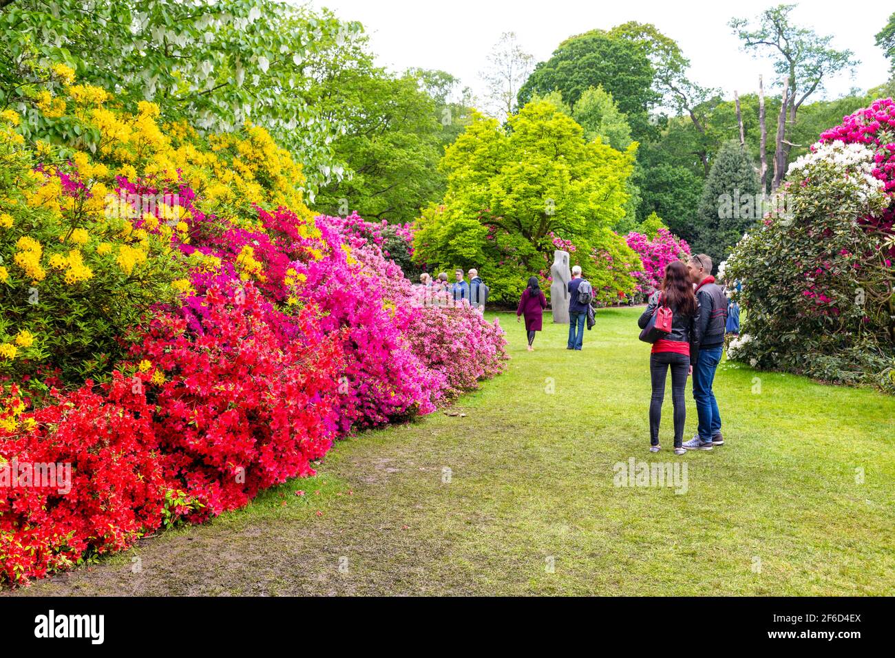Belle floraison des rhododendrons à Kenwood House à Hampstead Heath, London, UK Banque D'Images