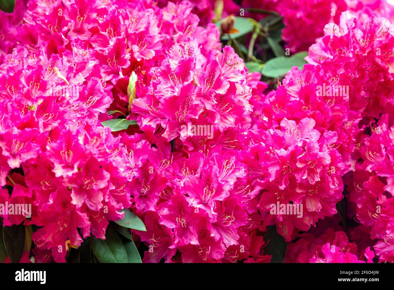 De magnifiques rhododendrons roses fleuries à Kenwood House à Hampstead Heath, Londres, Royaume-Uni Banque D'Images