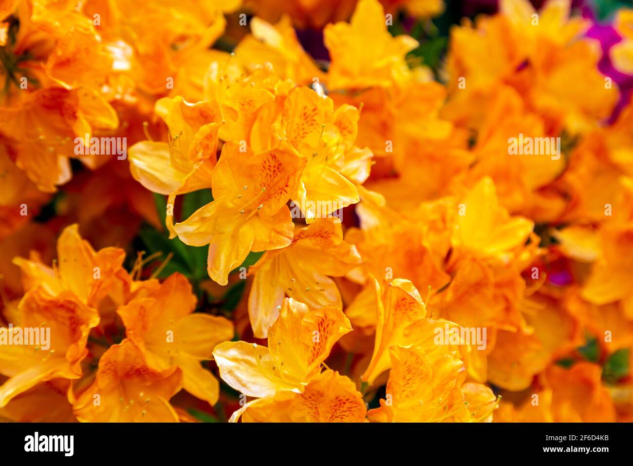 Magnifique rhododendrons orange fleuri à Kenwood House à Hampstead Heath, Londres, Royaume-Uni Banque D'Images