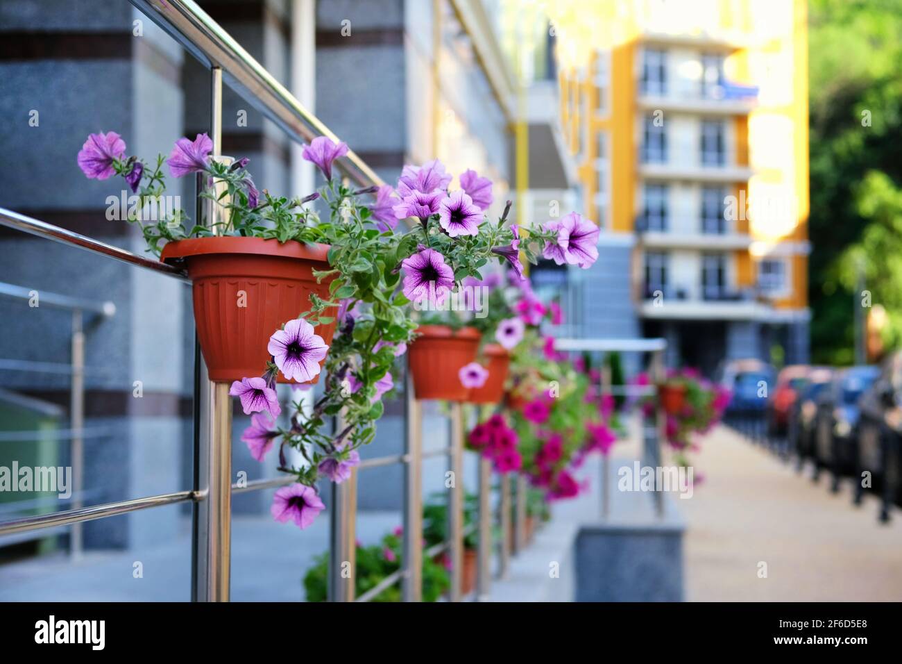 Fleurs violettes urbaines en pots sur fond de rue flou. Idées de décoration de ville. Banque D'Images