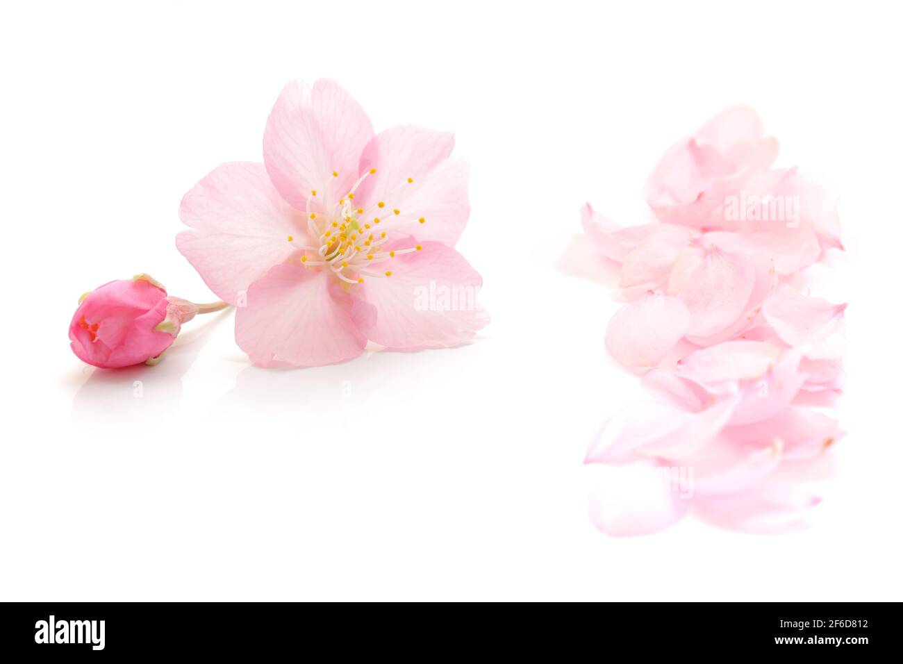 Fleurs de cerisier et pétales roses naturelles japonais isolés sur fond blanc pur, photographie abstraite printanière Banque D'Images