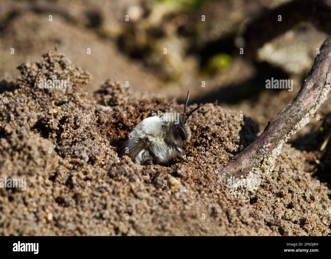 Une abeille minière à l'entrée d'elle trou Banque D'Images