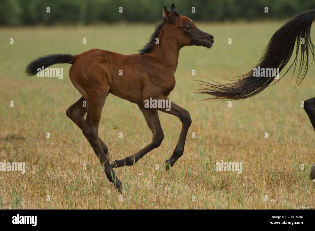 Un ennemi de cheval arabe court dans un champ vert Banque D'Images