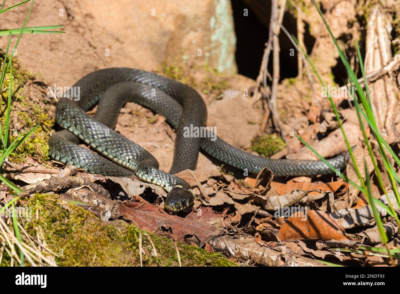 Serpent d'herbe se baquant dans le soleil de printemps Banque D'Images