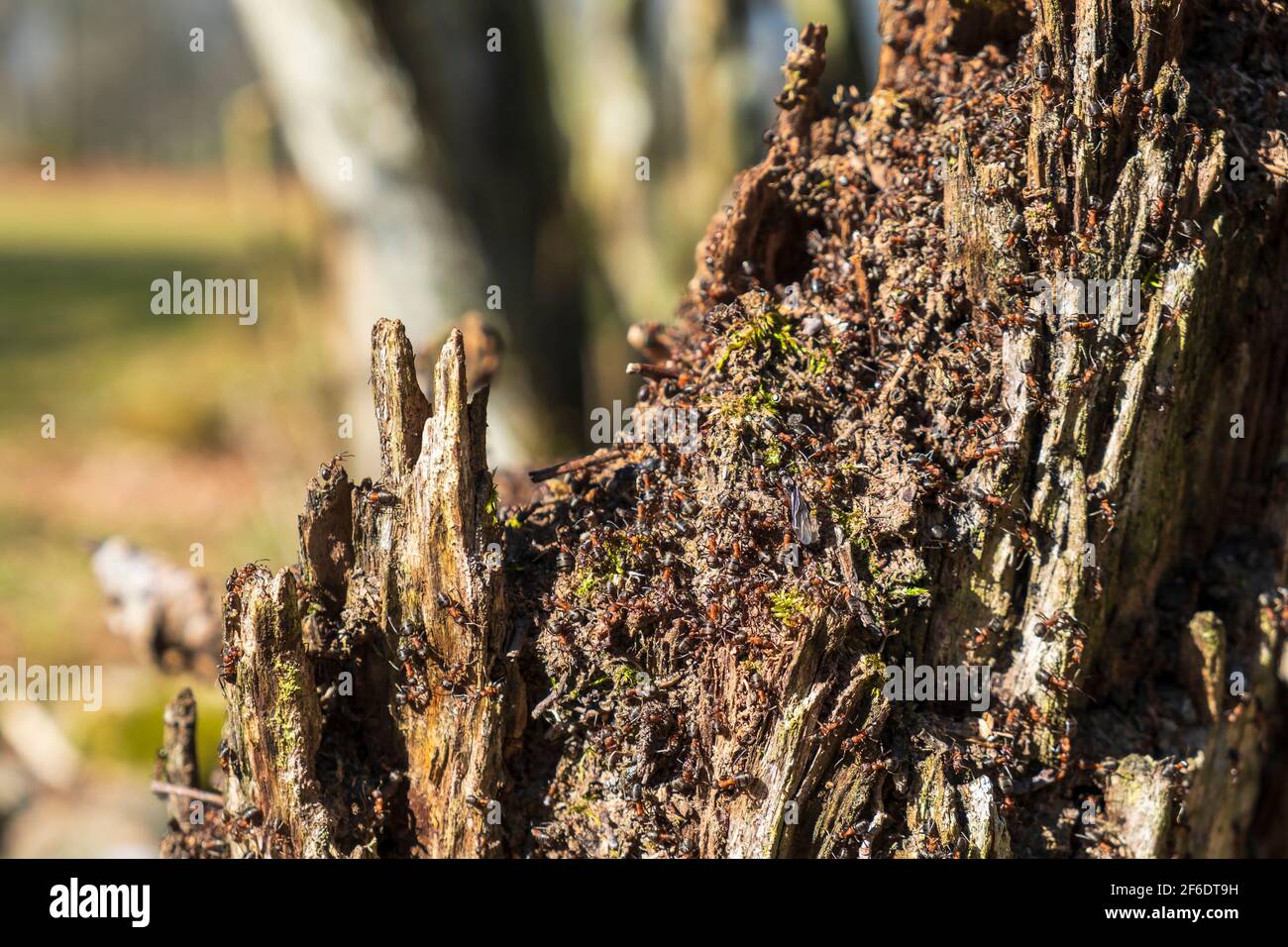 Fourmis rampant sur une souche d'arbre Banque D'Images