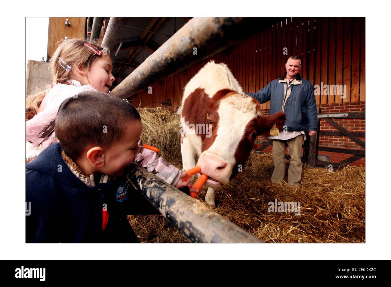 Shyamasundara Das présente Aditi la vache aux enfants de l'école de Krichna, la R.S.P.C.A. l'ont donnée au temple de Hare Krichna, Bhaktivedanta Manor, à Letchmore Heath, dans le nord de Londres. Photographie de David Sandison The Independent Banque D'Images