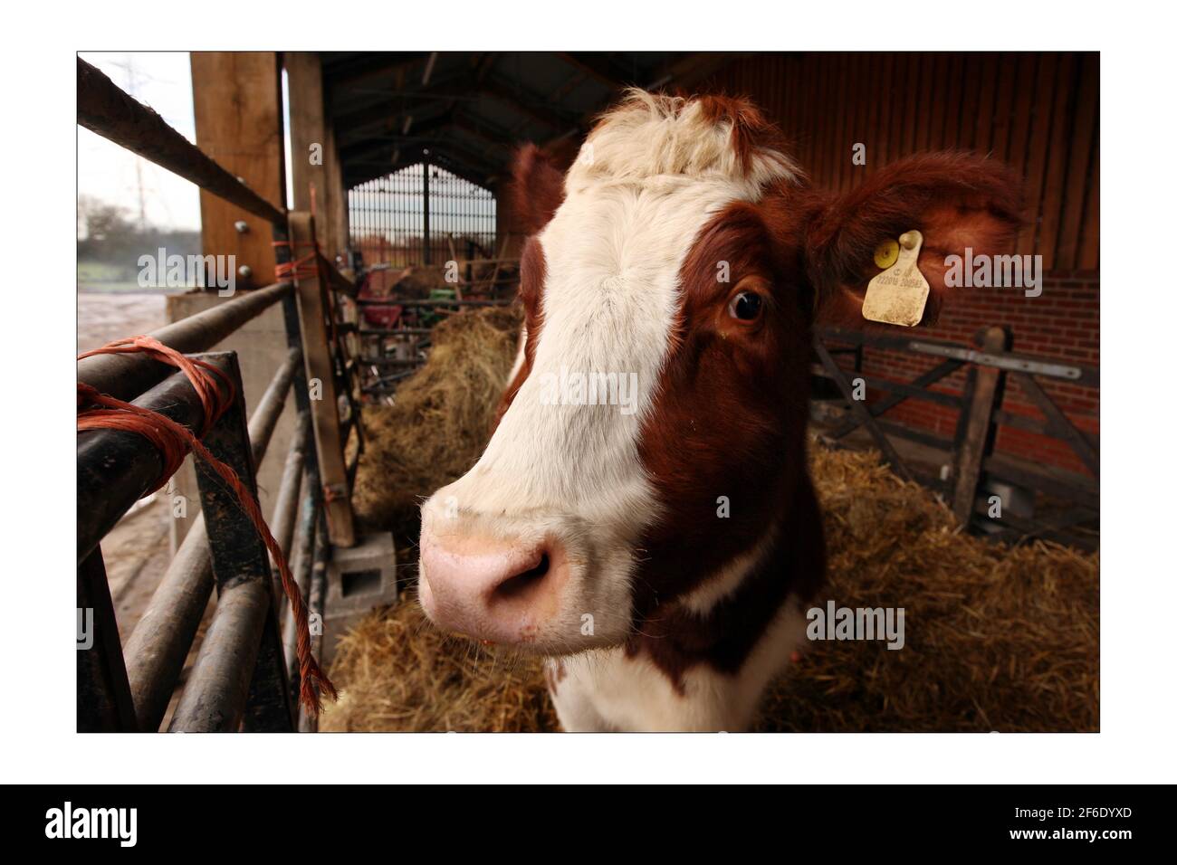 Aditi la vache, la R.S.P.C.A. l'ont donnée au temple Hare Krichna, Bhaktivedanta Manor, à Letchmore Heath, dans le nord de Londres.photo de David Sandison The Independent Banque D'Images