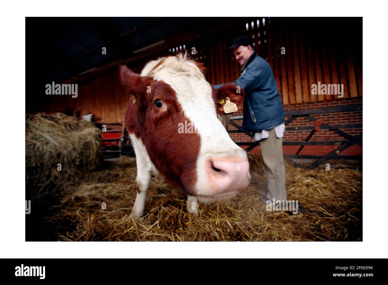 Shyamasundara Das avec Aditi la vache, la R.S.P.C.A. l'ont donnée au temple de Hare Krichna, Bhaktivedanta Manor, à Letchmore Heath, dans le nord de Londres.photo de David Sandison The Independent Banque D'Images