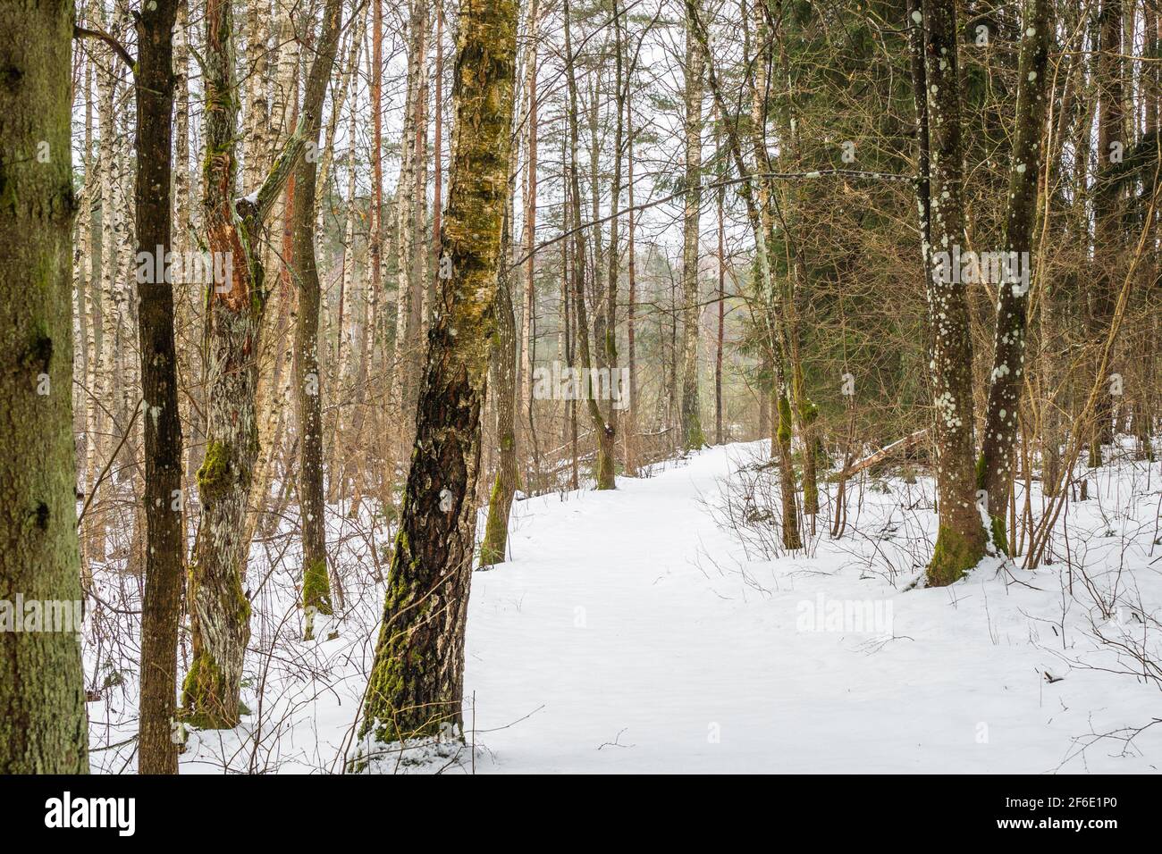 Forêt d'hiver en Lituanie avec sentier de randonnée couvert de neige Banque D'Images