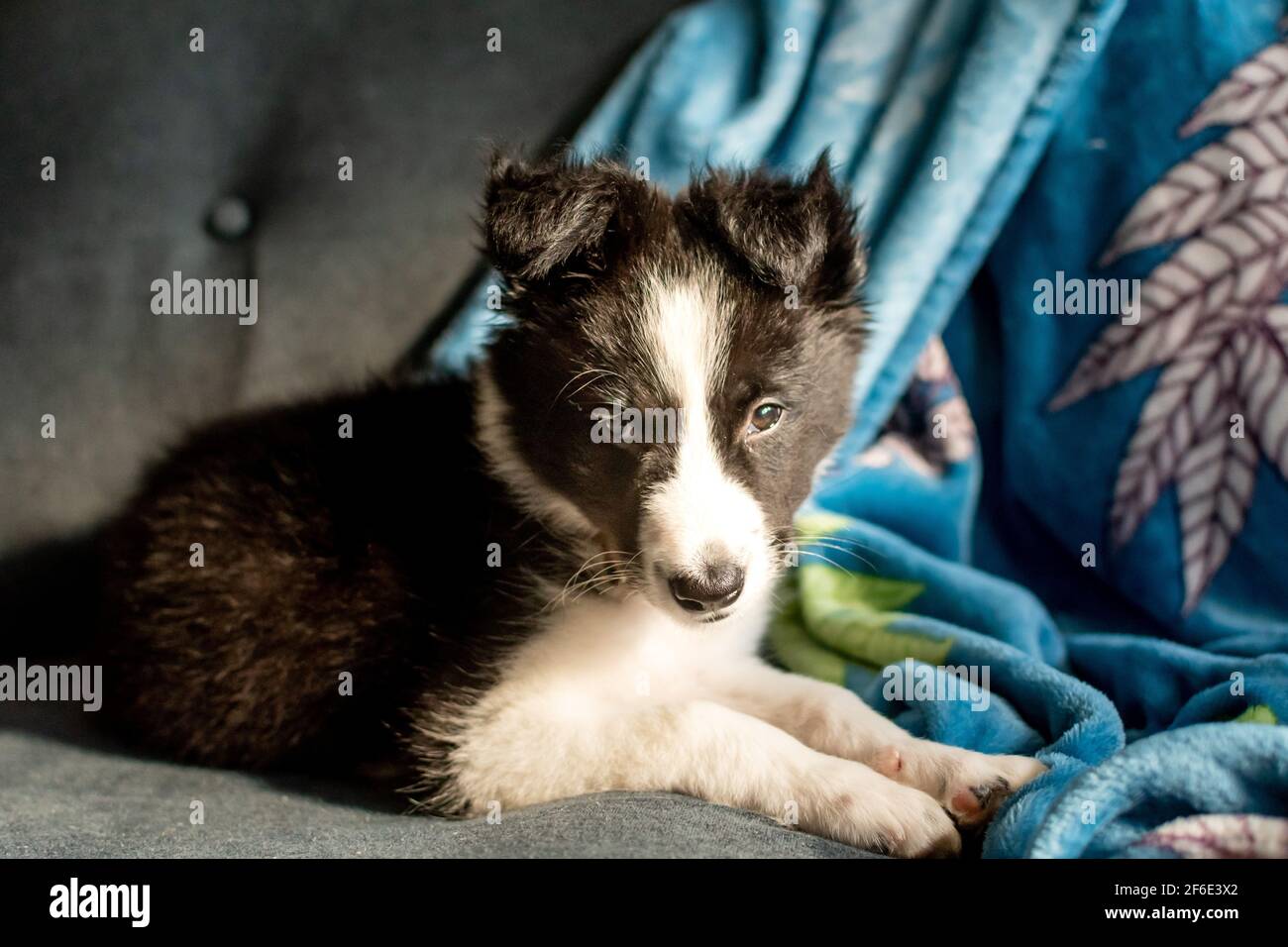 Un jeune chiot collie mignon bordure reposant sur un canapé dans sa nouvelle maison se tourne vers le visage et regarde directement l'appareil photo. Banque D'Images