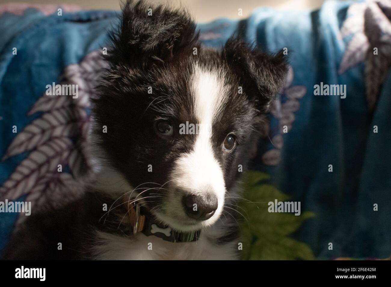 Gros plan d'un adorable petit chiot collie à la maison se fixe à l'appareil photo tout en étant assis sur un canapé. Banque D'Images