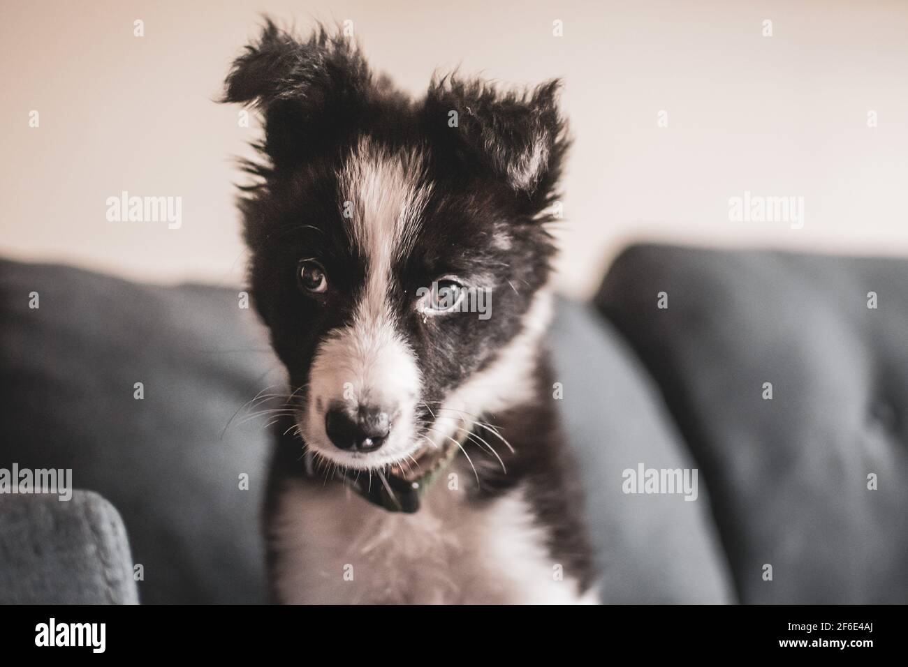 Une jolie petite bordure moelleuse collie chiot regarde devant l'appareil photo à la maison sur un canapé pendant le verrouillage. Banque D'Images